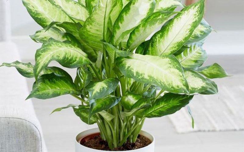 Dieffenbachia Camille