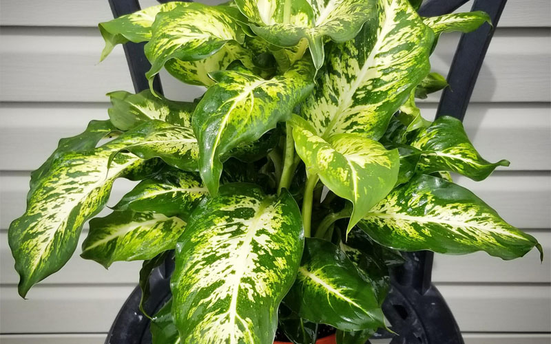 Dieffenbachia Compacta