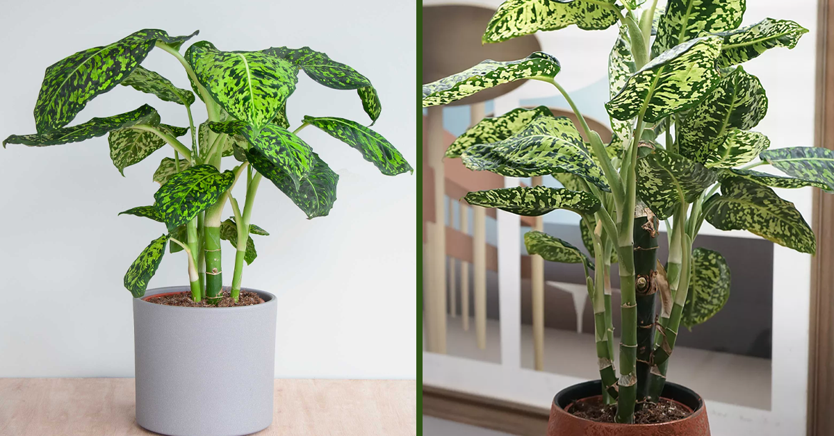 7 Points Without Which A Dieffenbachia Guide Is Incomplete