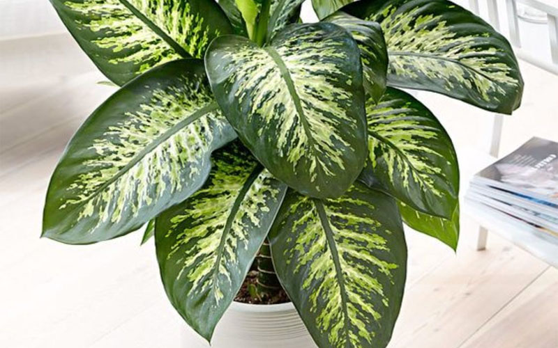 Dieffenbachia Seguine