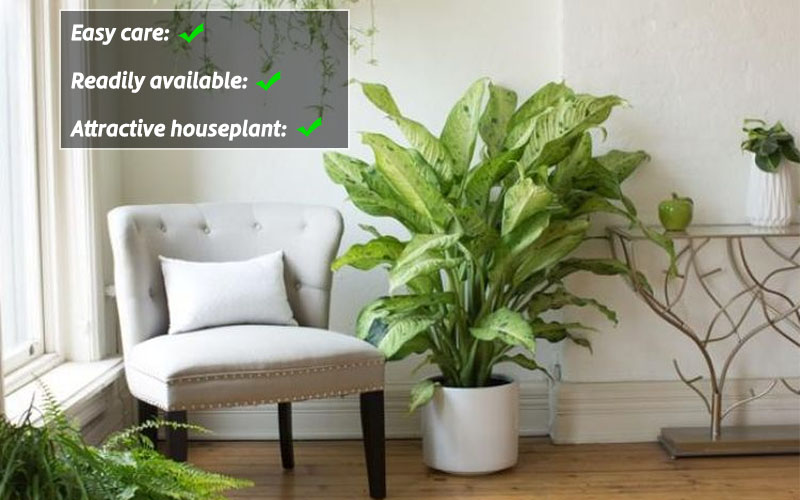 Dieffenbachia benefits