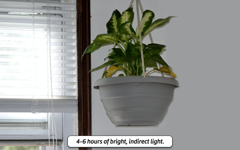 Dieffenbachia light