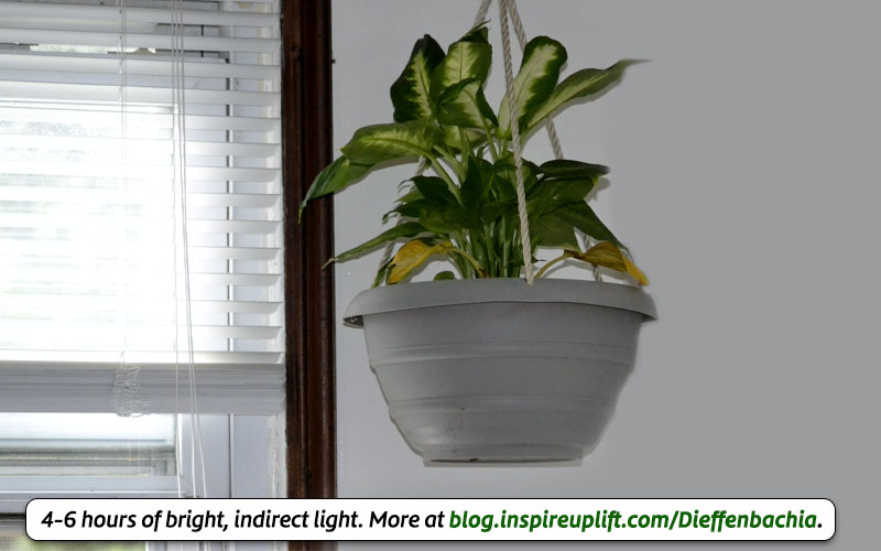 Dieffenbachia light