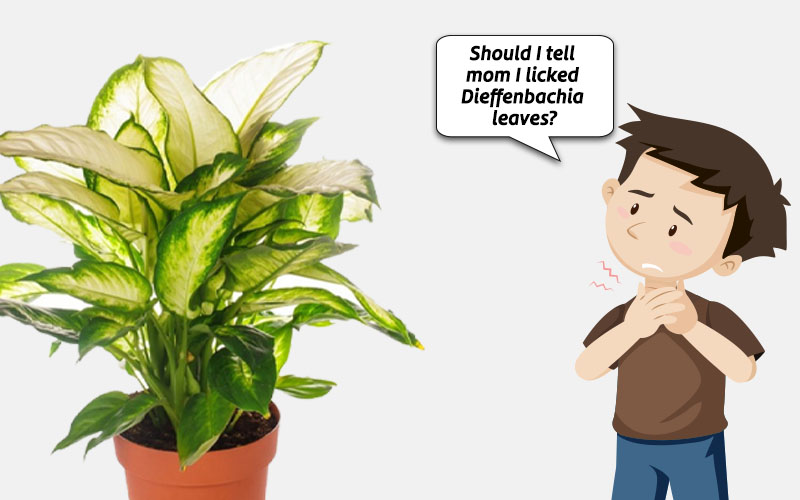 Dieffenbachia poisnous