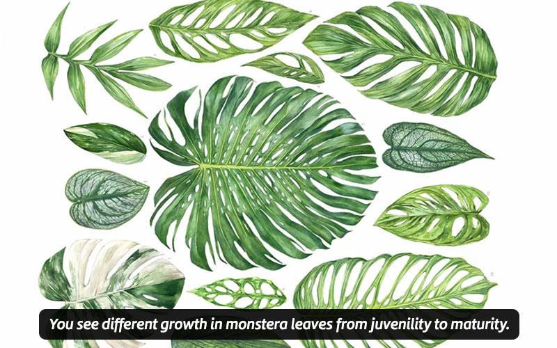 Identify Monstera Leaf