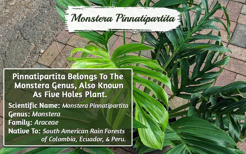 Monstera Pinnatipartita