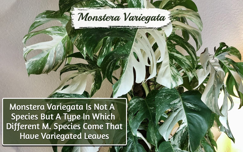 Monstera Variegata