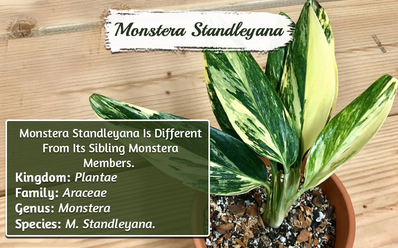 Monstera standleyana