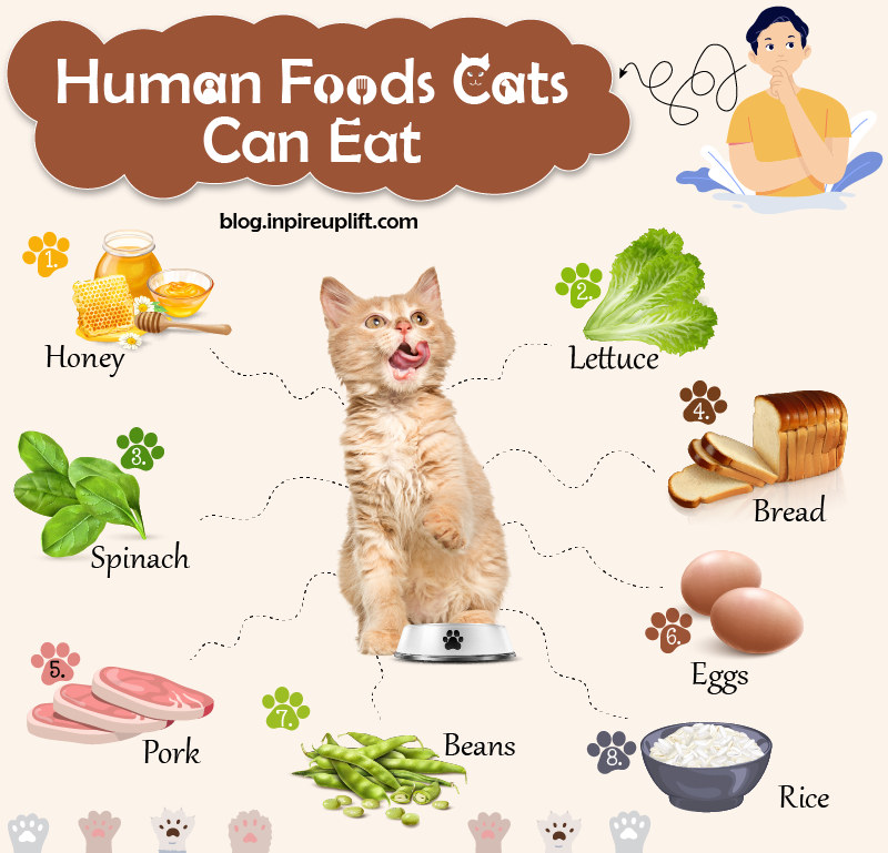 What human foods can cat eat