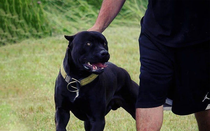 all black pit