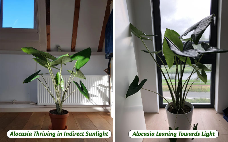 alocasia care