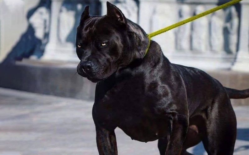 Black pitbull yellow store eyes