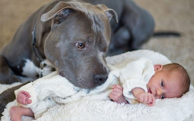 black pitbull puppies