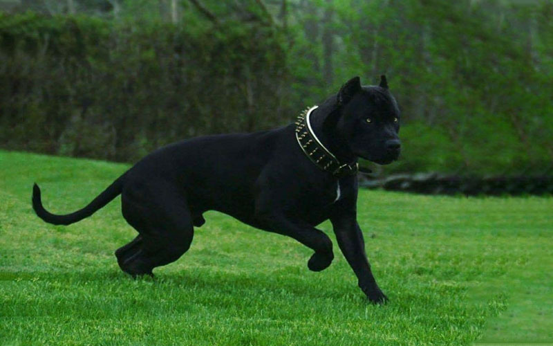 Black store panther pitbulls