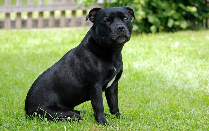 all black pitbull dog