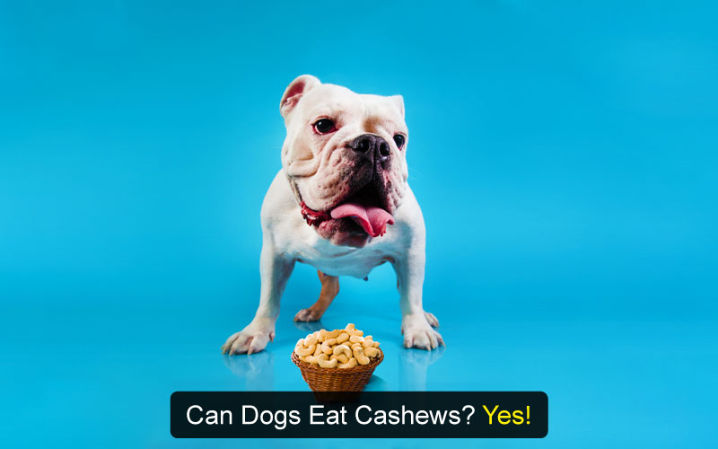 Can Dogs Eat Cashews