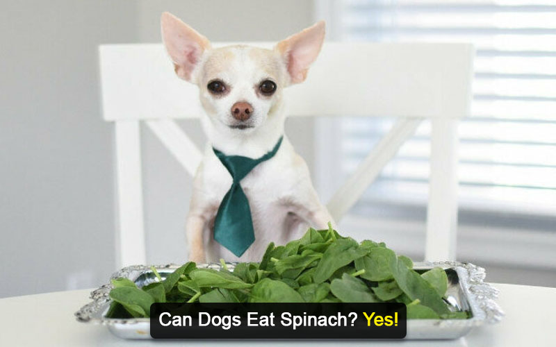 Can Dogs Eat Spinach