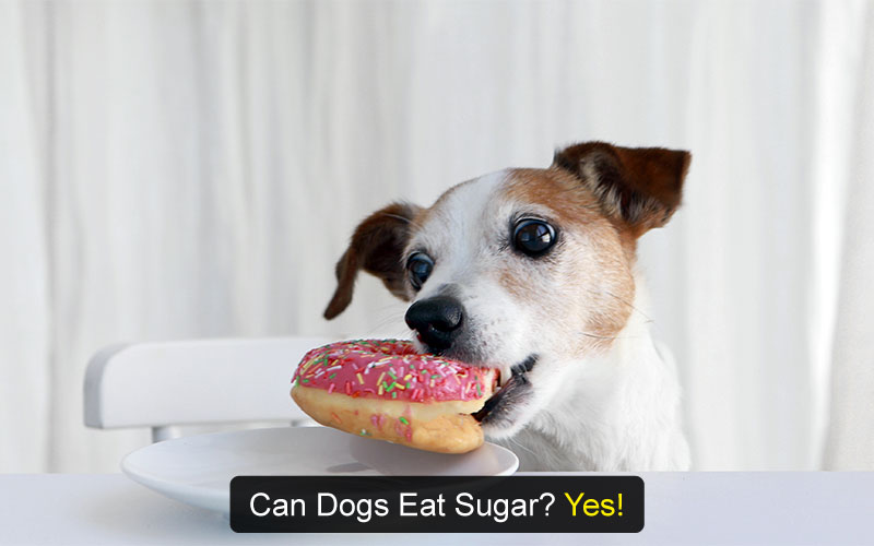 Can dogs eat sugar