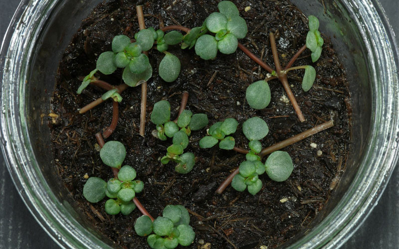 How to Propagate Pilea Glauca