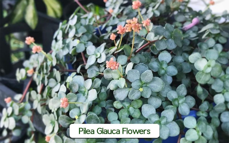 Pilea Glauca Flowers