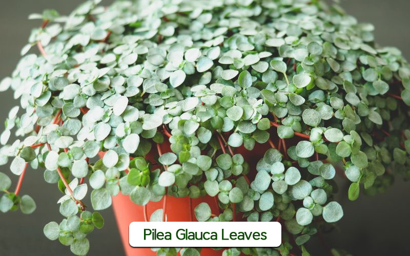 Pilea Glauca leaves