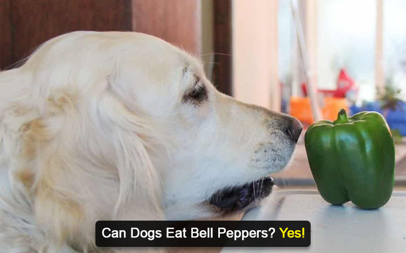 can dogs eat bell peppers