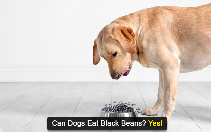 Can dogs outlet eat black beans