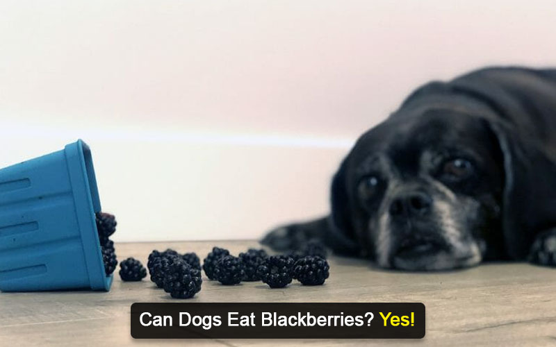 can dogs eat blackberries