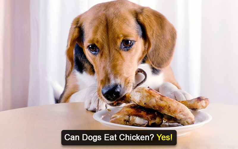 can dogs eat chicken