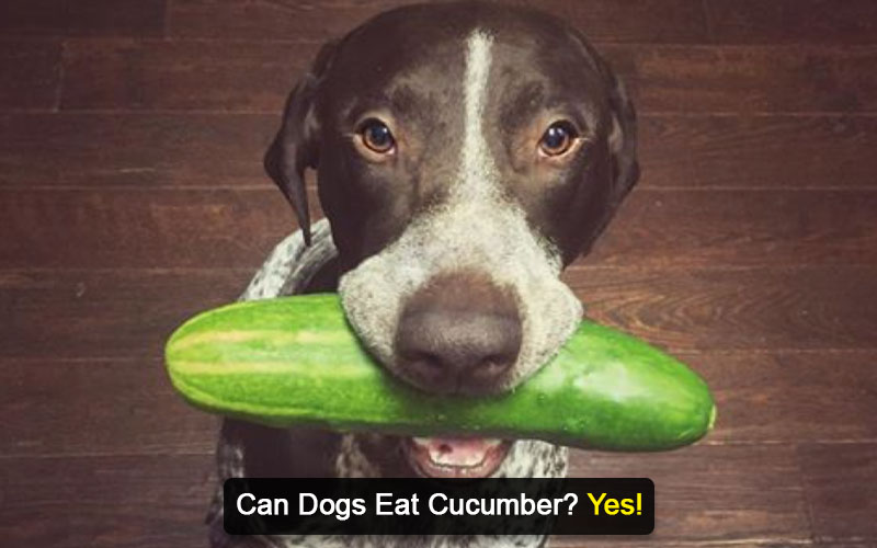 can dogs eat cucumbers