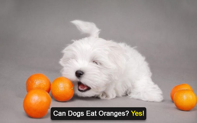 can dogs eat oranges