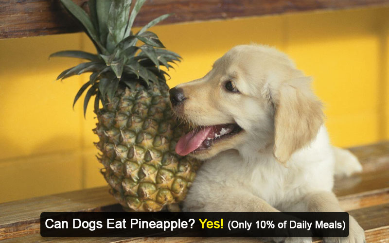 can dogs eat pineapple