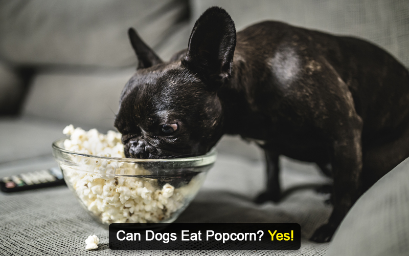 can dogs eat popcorn