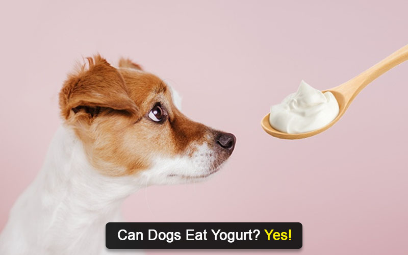 can dogs eat yogurt