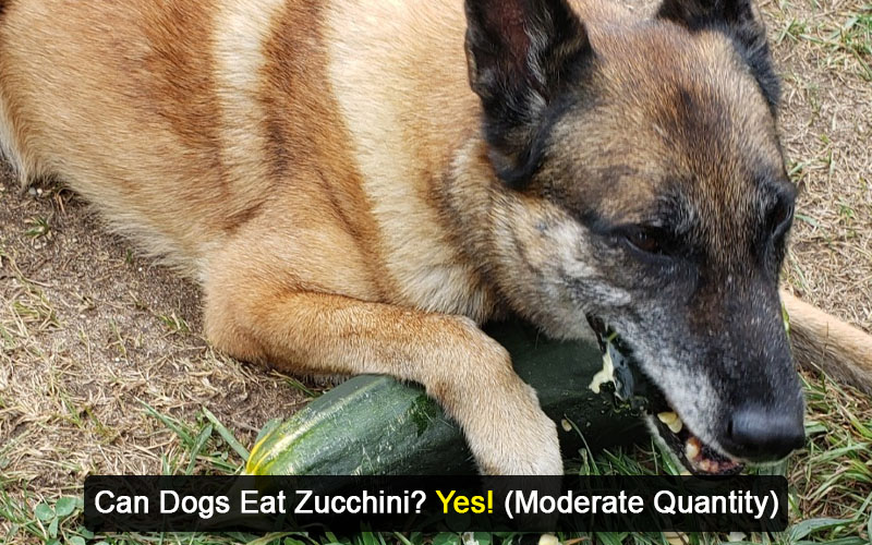 can dogs eat zucchini