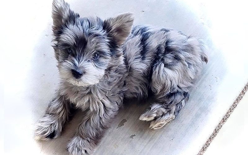 white and black yorkies