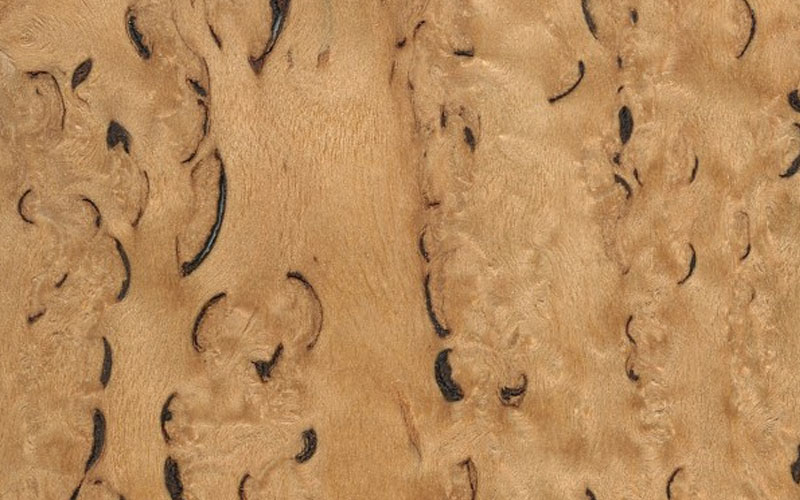 Birch burl wood