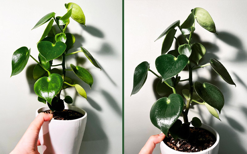 Identify Peperomia Polybotrya