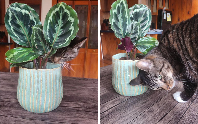 Is calathea roseopicta toxic to cats and dogs