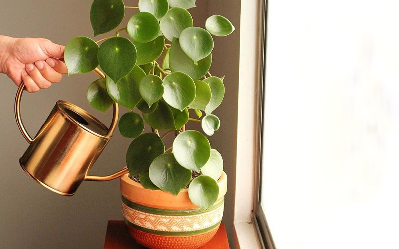 Peperomia Polybotrya Care
