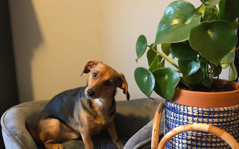 Peperomia polybotrya cat and dog toxicity