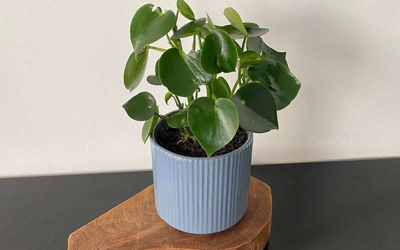 Peperomia polybotrya