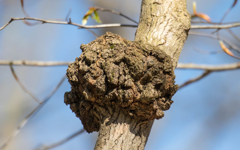 What is a burl in wood