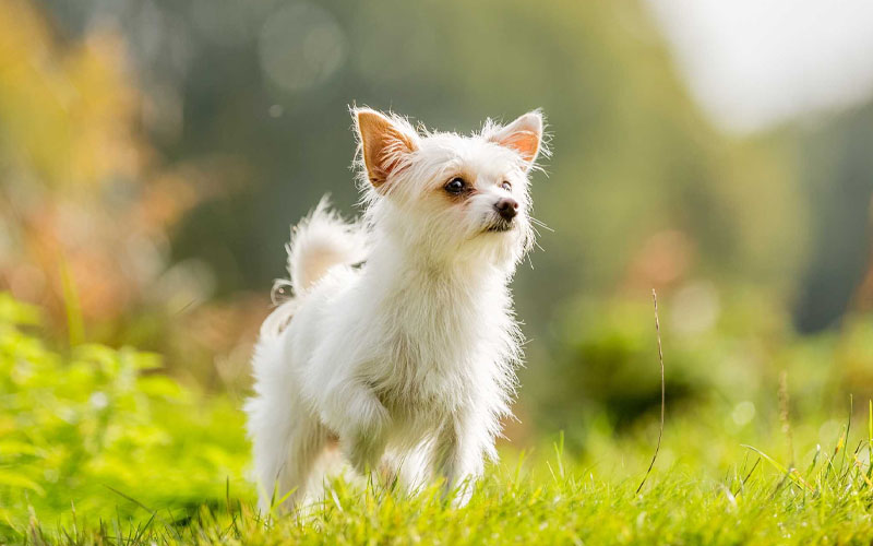 White 2024 yorkie poo