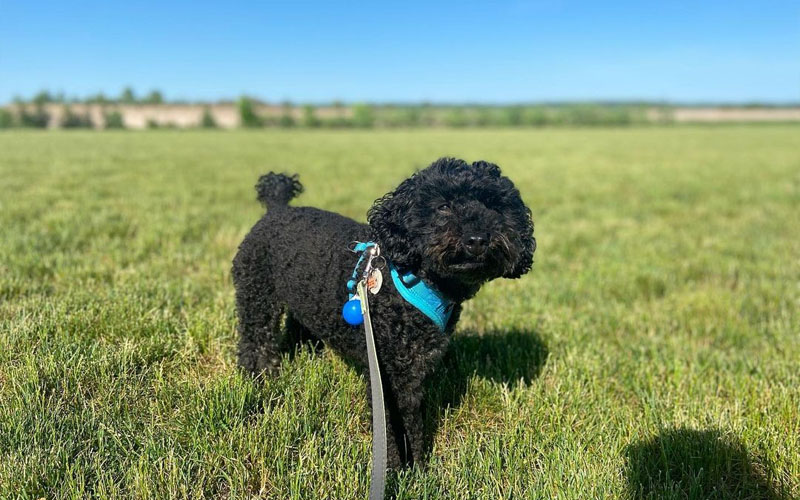 Phantom Poodle with Black Color