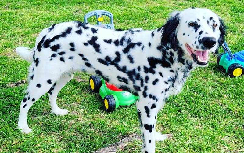 long haired dalmatian