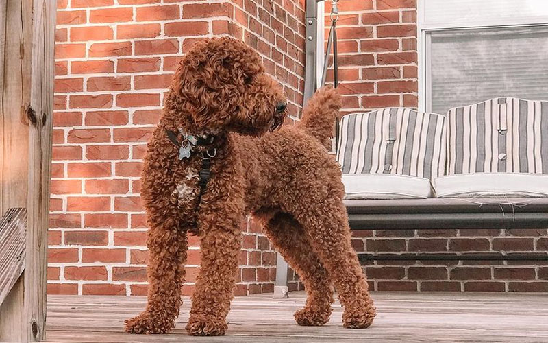 Medium (Moyen) Poodle