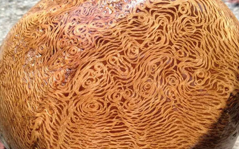 All About Burl Wood  Characteristics, Types, Cost & Uses