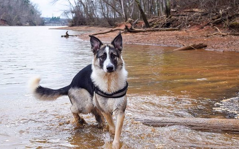 are panda german shepherd full blood