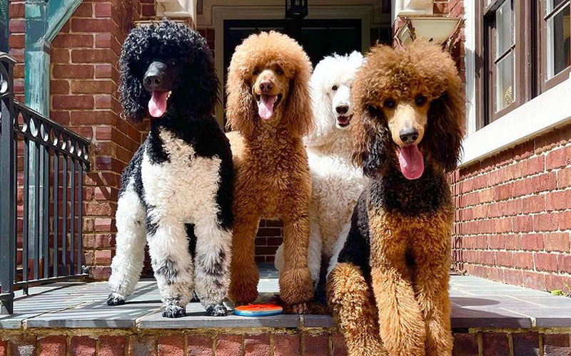 Phantom Poodle